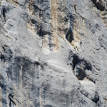Silbergeier
