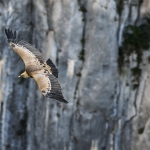Verdon